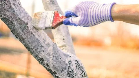 Whitewashing tree in spring.  Work white brush. Paint the bark fruit tree. Pa Stock Photos