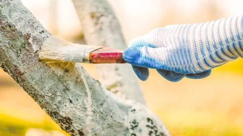 Whitewashing tree in spring.  Work white brush. Paint the bark fruit tree. Pa Stock Photos