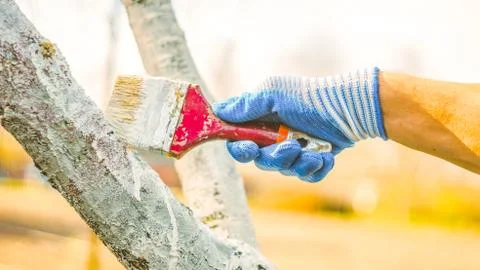 Whitewashing tree in spring.  Work white brush. Paint the bark fruit tree. Pa Stock Photos