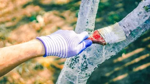 Whitewashing tree in spring.  Work white brush. Paint the bark fruit tree. Pa Stock Photos