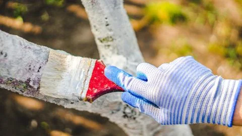 Whitewashing tree in spring.  Work white brush. Paint the bark fruit tree. Pa Stock Photos