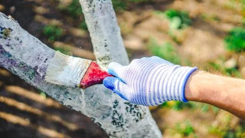 Whitewashing tree in spring.  Work white brush. Paint the bark fruit tree. Pa Stock Photos