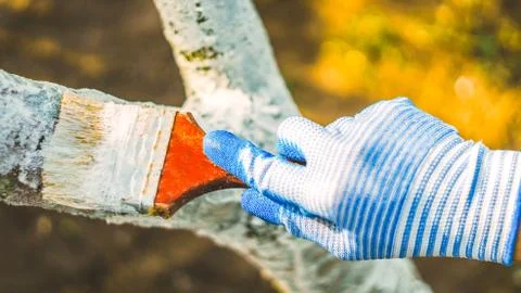 Whitewashing tree in spring.  Work white brush. Paint the bark fruit tree. Pa Stock Photos