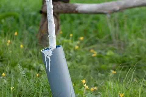 Whitewashing tree trunks. Young whitewashed tree in the garden in spring. Pes Stock Photos