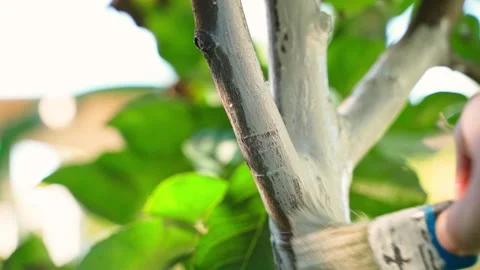 Whitewashing trees close-up. The trunk of a young tree is treated with white Stock Footage 302277695