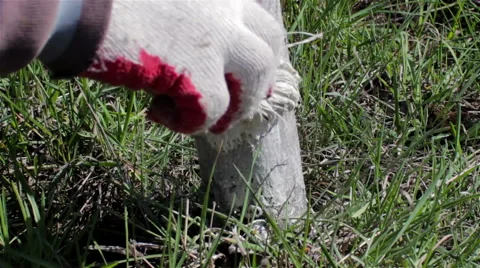 Whitewashing trees Stock Footage 60583366