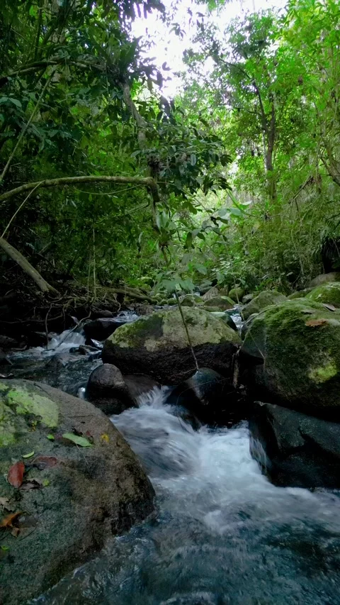 Whitewater Cascade Over Rocky Forest Stream in Atlantic Forest Ilhabela, Brazil Vídeos de archivo 334617554