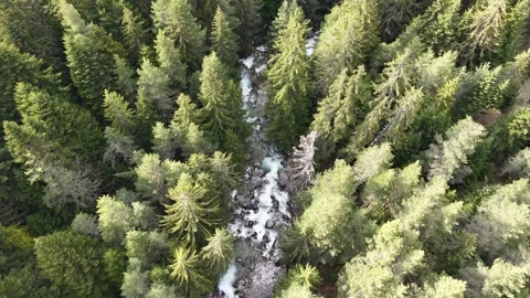 Whitewater Forest Stream Through Evergreen Trees Vídeos de archivo 337361732