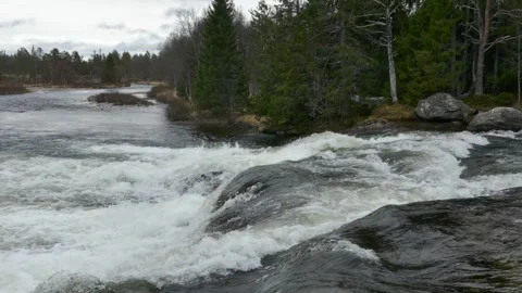 Whitewater rapids cascade over rocks in wild forest river, near pine trees Stock Footage 318197111