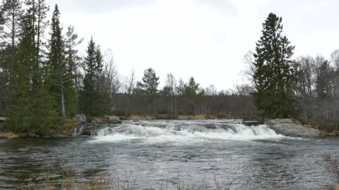 Whitewater rapids cascade over rocks in wild forest river, near pine trees Stock Footage 318197255