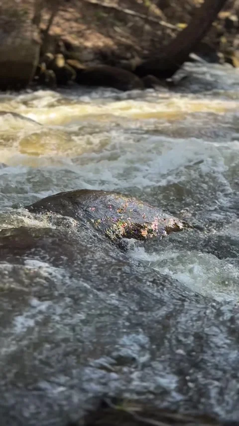 Whitewater Rapids Rushing Over Rocks in Forest Stream Stock Footage 346503078
