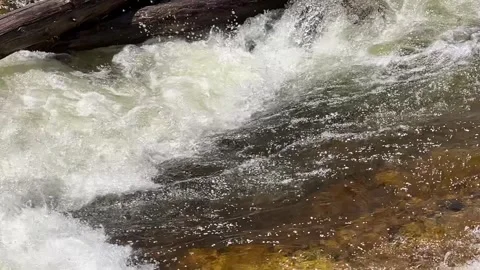 Whitewater rushing over rocks past fallen logs in a forest river Stock Footage 339633906