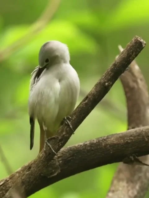 Whitewinged becard perched on a tree branch in the forest Видео 335248772