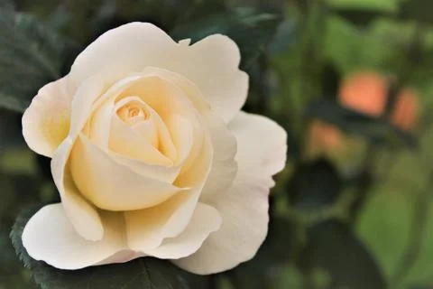 WhiteyRose Foto stock