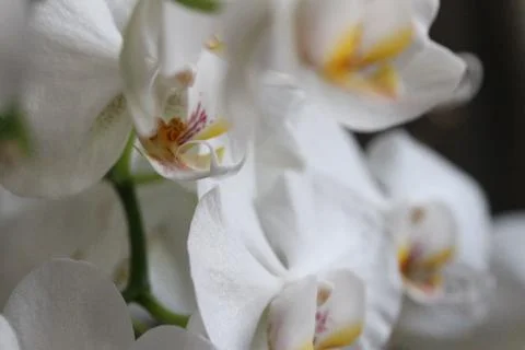 Whithe orchidee on a black background 库存照片