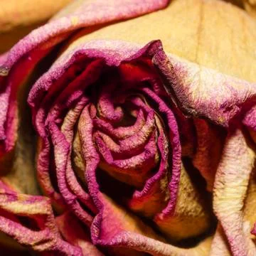 Whithered rose close-up Stock Photos
