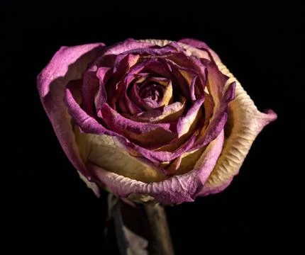 Whithered rose Stock Photos