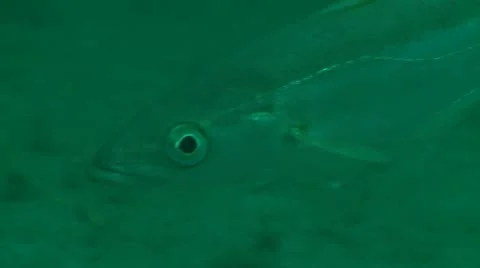 Whiting c:up eye 2 Stock Footage 12469463