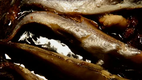 Whiting fish are fried Stock Footage 272312831