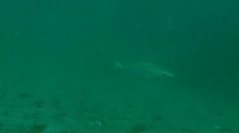 Whiting mid 2 Stock Footage 12467818