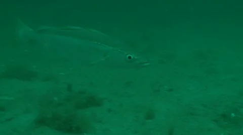 Whiting mid Ex:s Video stock 12480396