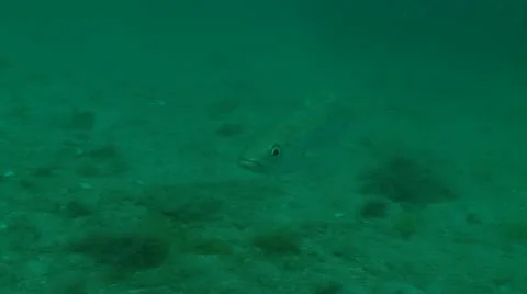 Whiting mid Stock Footage 12467755