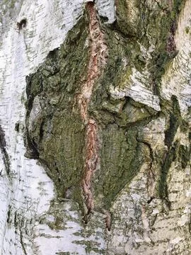 Whitish bark of a silver birch tree trunk with a coarsely wrinkled scar, clos Stock Photos