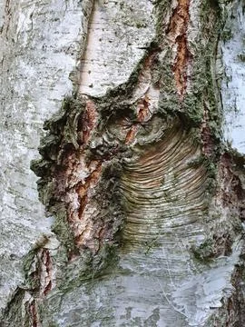 Whitish bark of a silver birch tree trunk with a coarsely wrinkled scar, clos Stock Photos