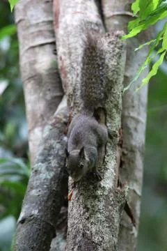 Whitish Dwarf Squirrel, Prosciurillus leucomus Foto stock