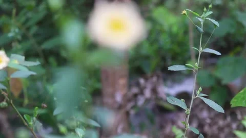 WHITISH YELLOW FLOWER BLUR Stock Footage 245504685