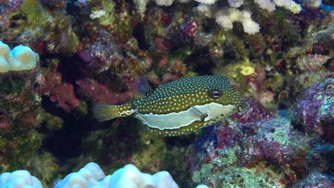 Whitley's box fish swimming over reef Stock Footage 76849208