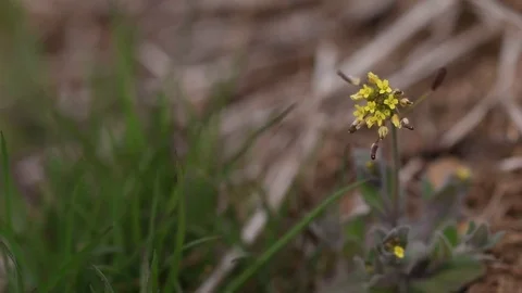 Whitlow grass flowers Stock Footage 83099840