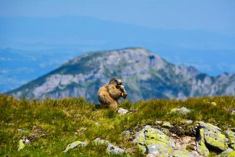 Whiz in the mountains Foto stock