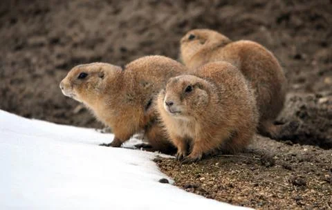 Whiz in winter Stock Photos