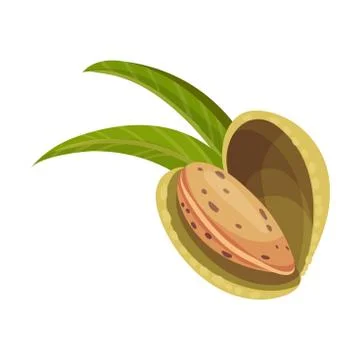 Whole Almond Kernel With Split Nutshell Vector Illustration. Organic Food Stock Illustration