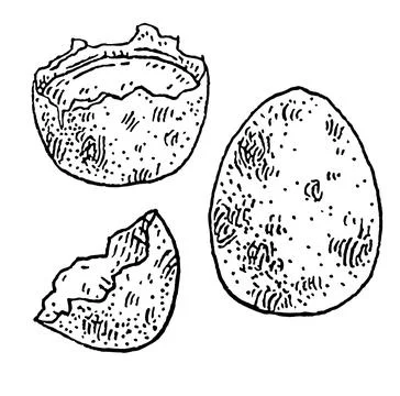Whole and broken brown quail egg shell. Vintage vector engraving Stock Illustration