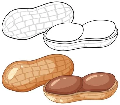 Whole and Cracked Peanut Vector Illustration in Color and Line Art Stock Illustration