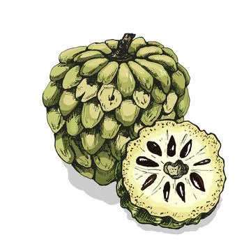 Whole and half apricot. Vector color vintage hatching illustration isolated Stock Illustration