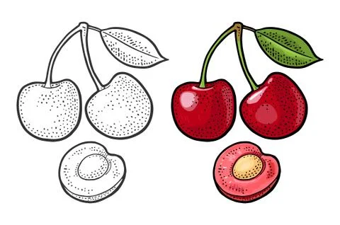 Whole and half cherry berry with leaf. Vector engraving イラスト素材