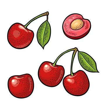 Whole and half cherry berry with leaf. Vector engraving Stock Illustration