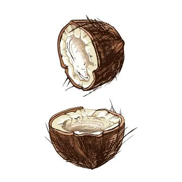 Whole and half coconut. Vector flat color Stock Illustration