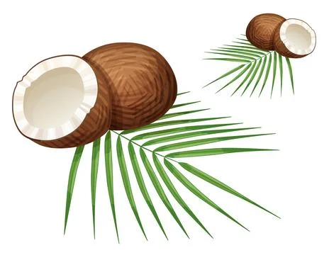 Whole and half Coconuts and leaves illustration isolated on white background Stock Illustration