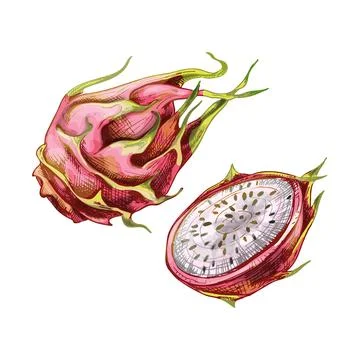 Whole and half dragon. Vector flat color Stock Illustration