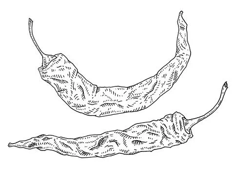 Whole and half dry pepper chilli. Vintage hatching black illustration. Stock Illustration