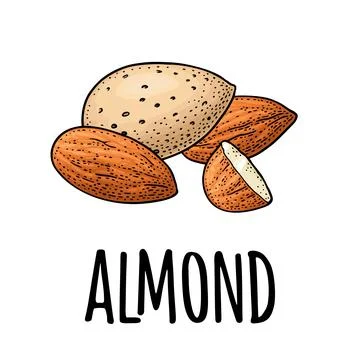Whole and half half almonds nuts with and without shell. Vector engraving Stock Illustration