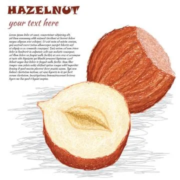 Whole and half hazelnut Stock Illustration