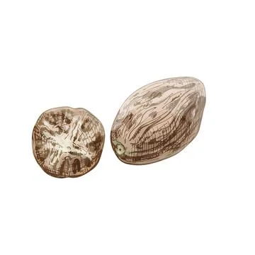 Whole and half nutmeg. Vector color vintage hatching illustration Stock Illustration