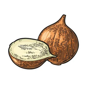 Whole and half onion. Vector black vintage engraved illustration isolated o.. Stock Illustration