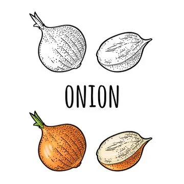Whole and half onion. Vector vintage engraving isolated on white Stock Illustration