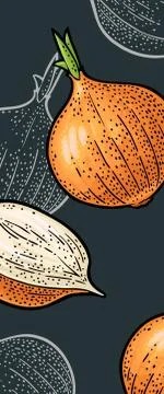 Whole and half onion. Vector vintage engraving illustration イラスト素材